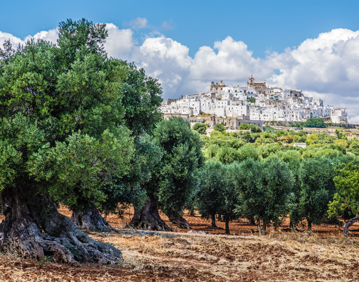 MECPROD - OSTUNI